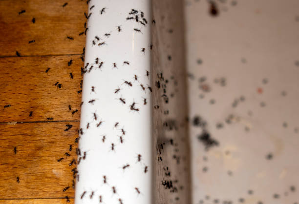 Gloucester Courthouse, VA Pest Control Company